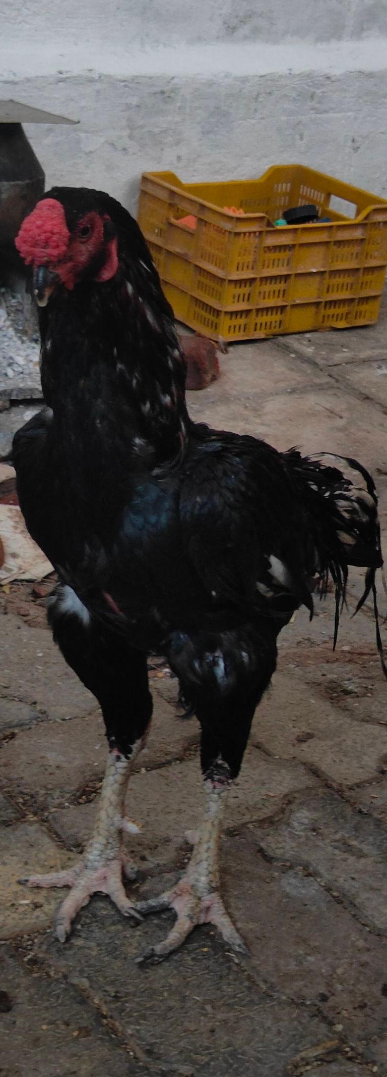பெருவிடை