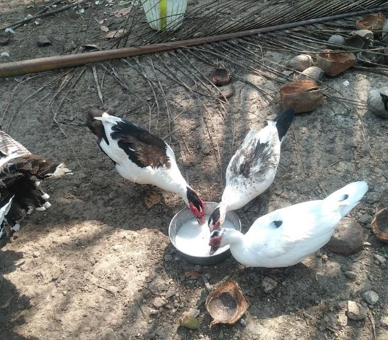Muscovy duck