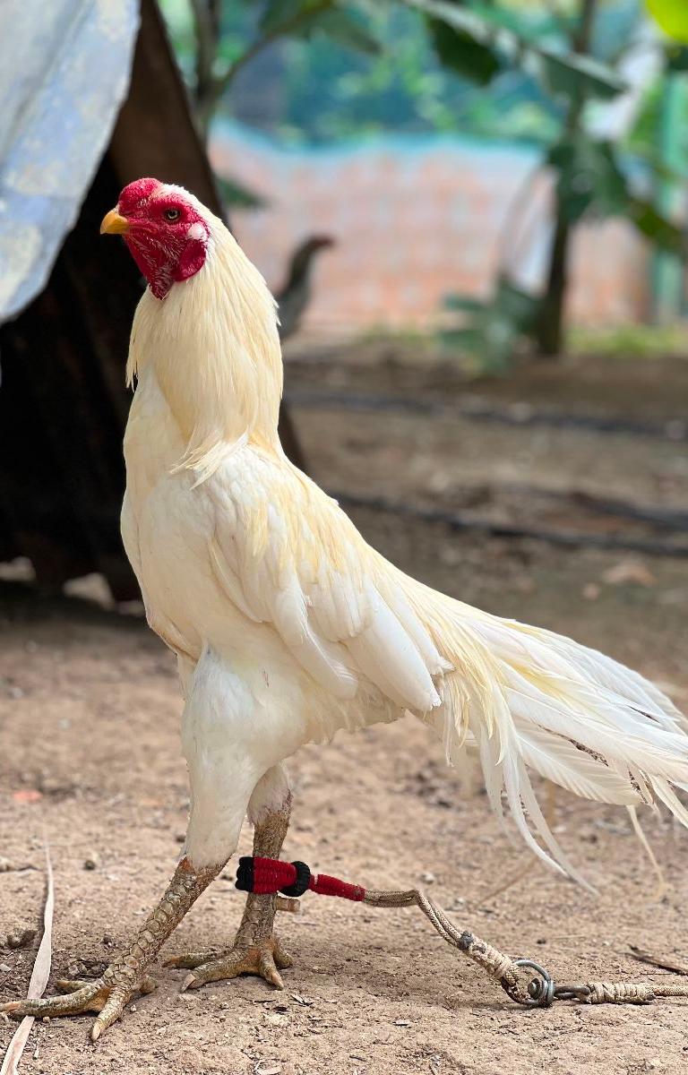 Peruvedai Seval