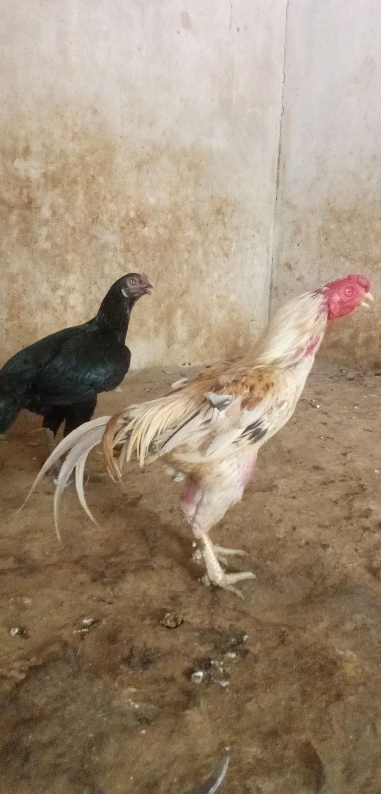 பெருவிடை கட்ட மூக்கு