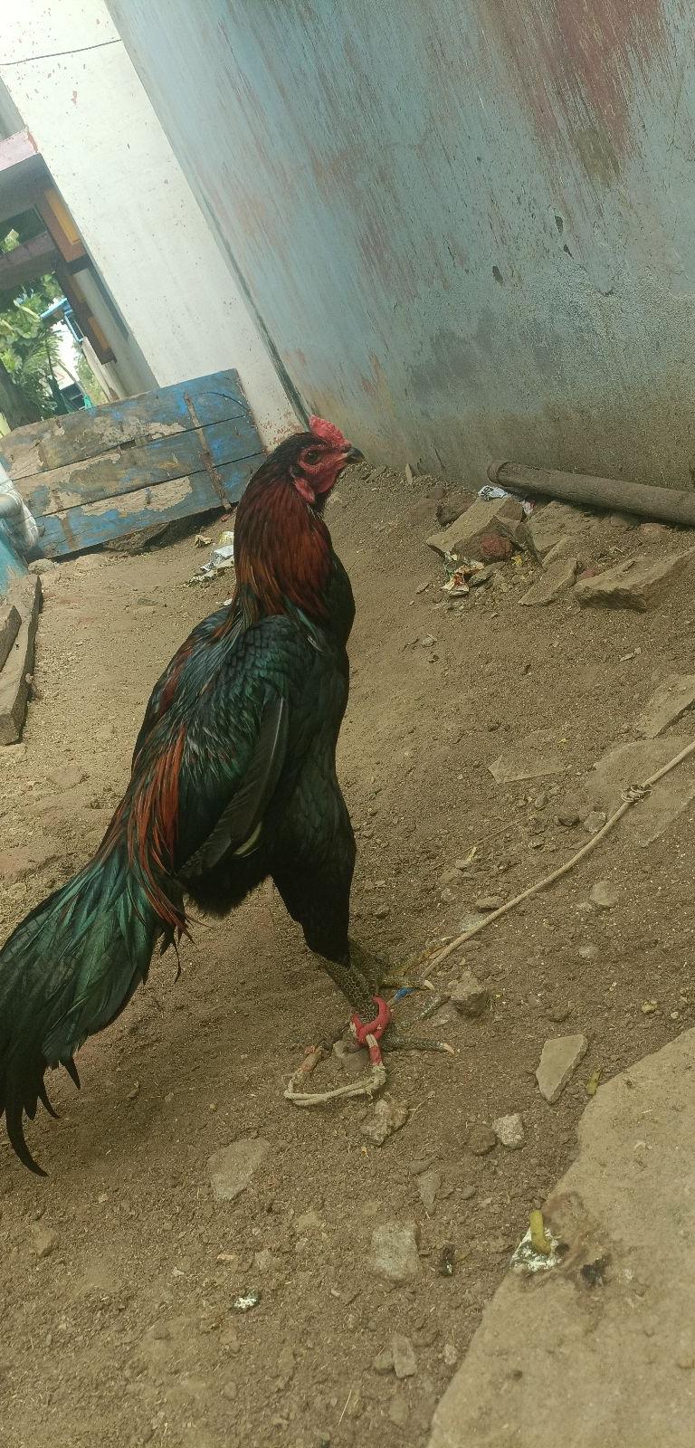 My Own Breed