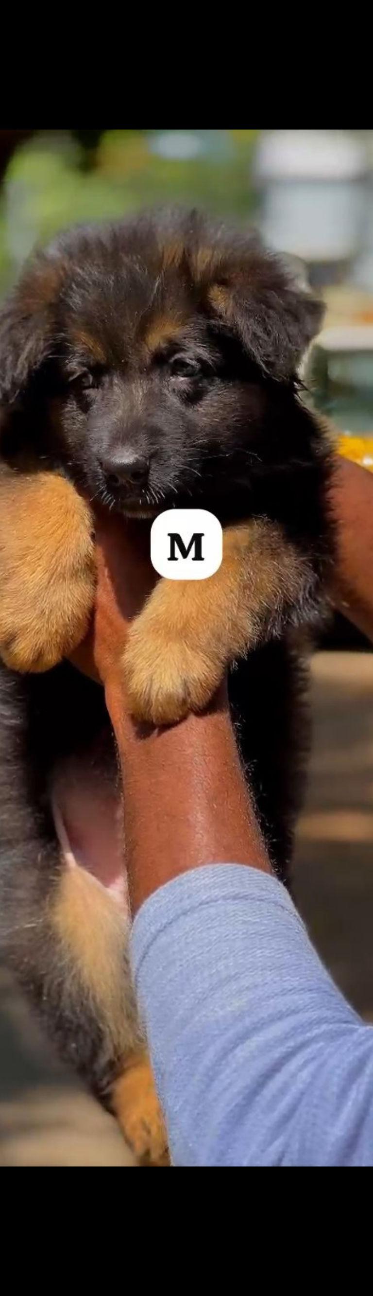 German Shepherd Dog