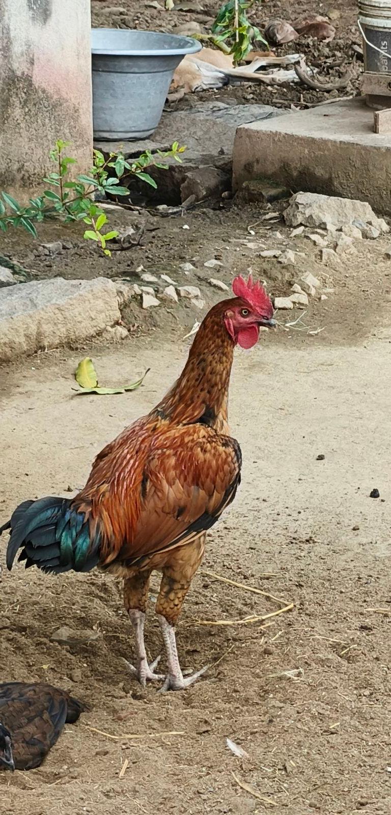 Seval