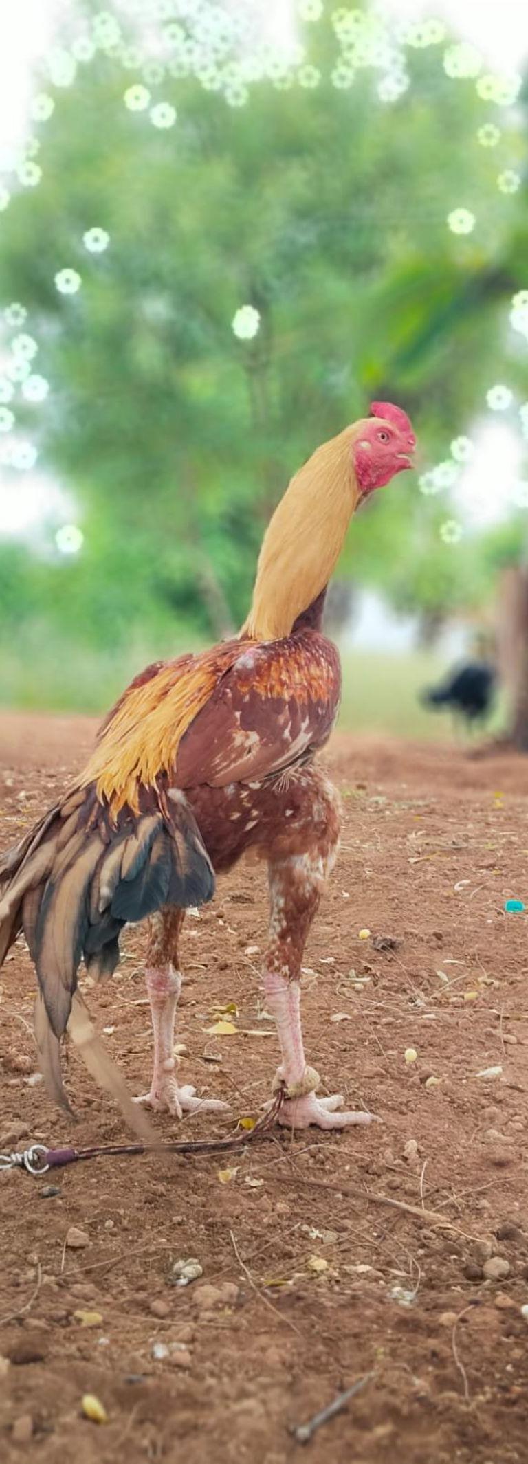 கெரட வல்லூறு