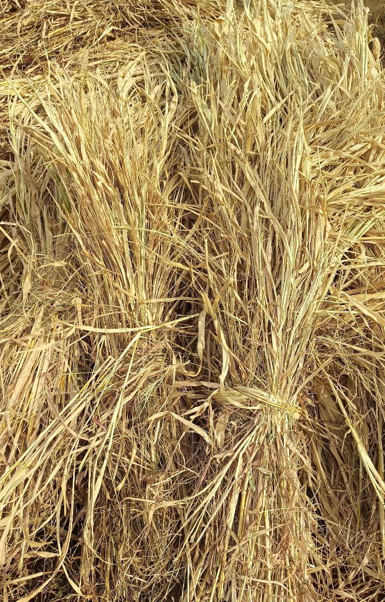 Sorghum Fodder