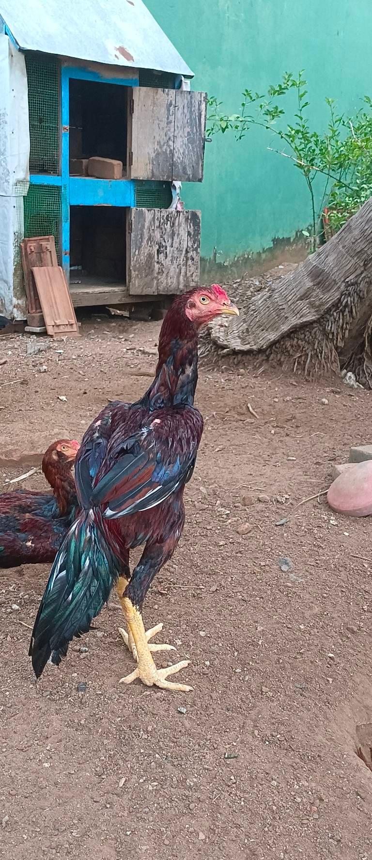 Sandai Seval