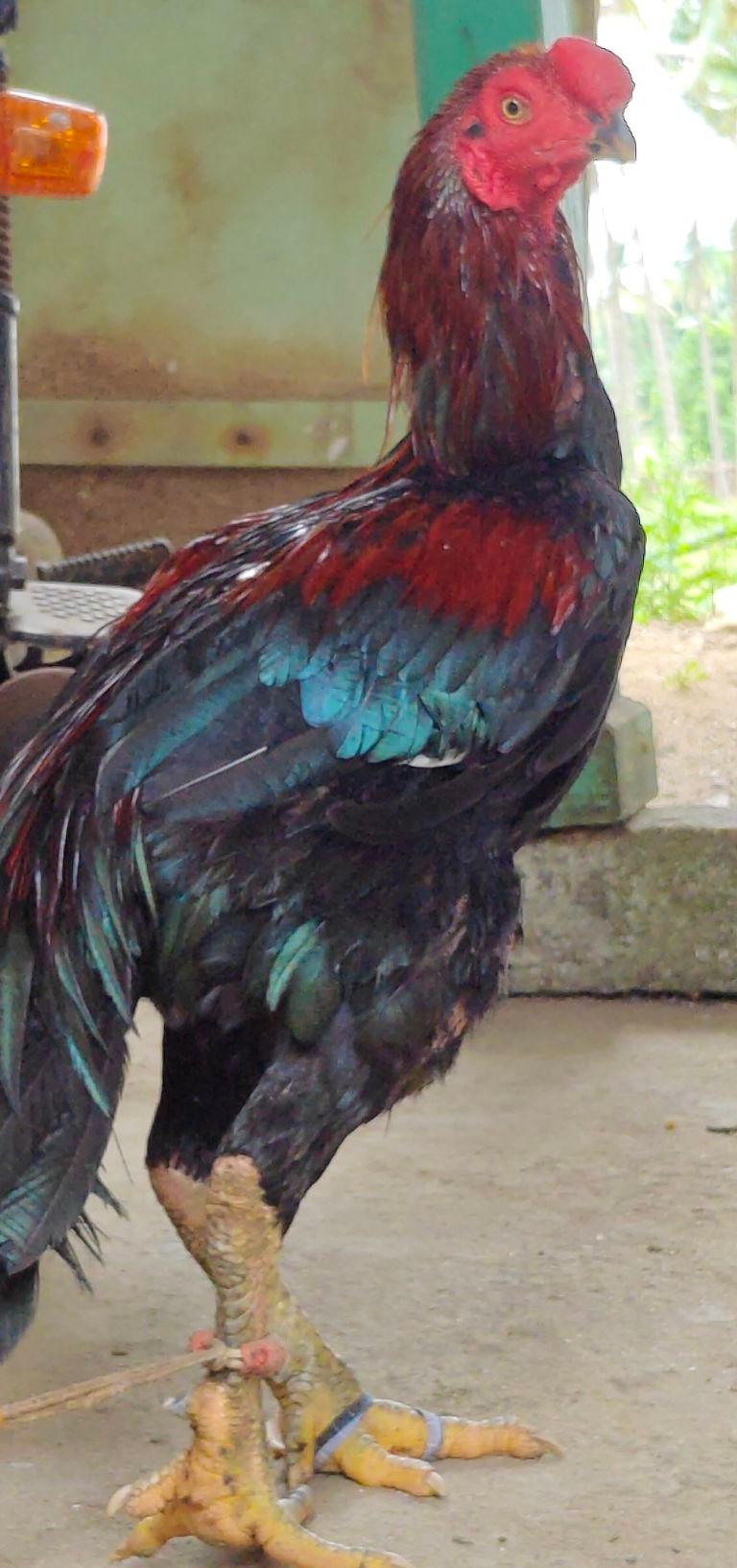 KarungKagam