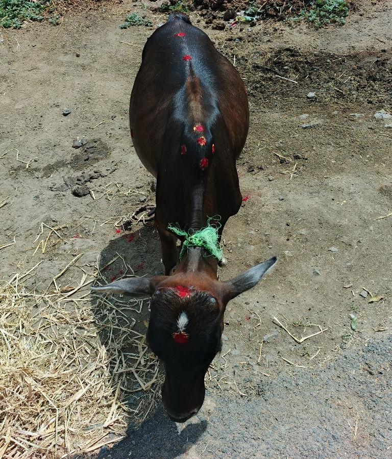 புங்கனூர் குட்டை காலை