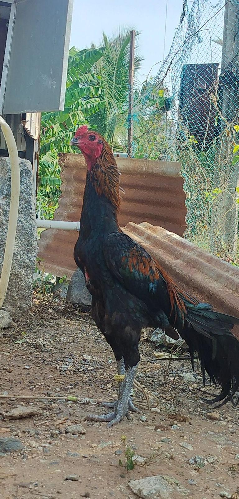 Mutti KARUPPU