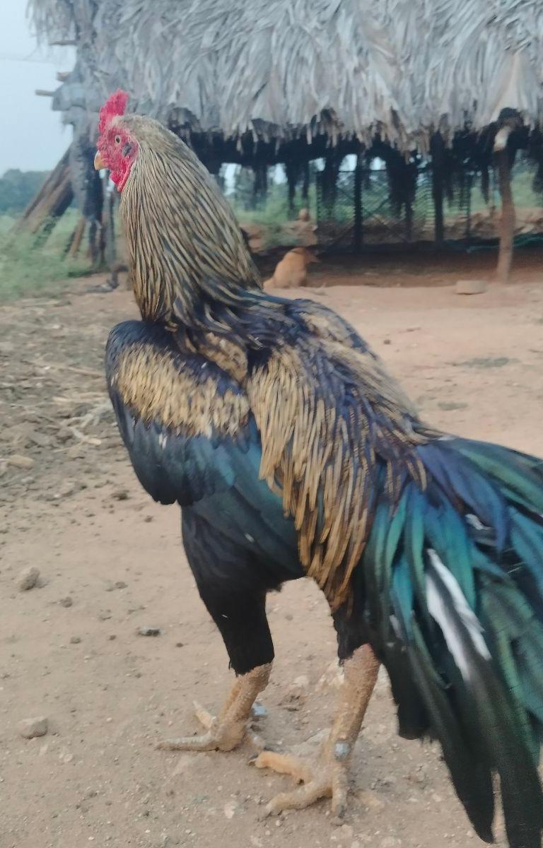 Nattu Koli