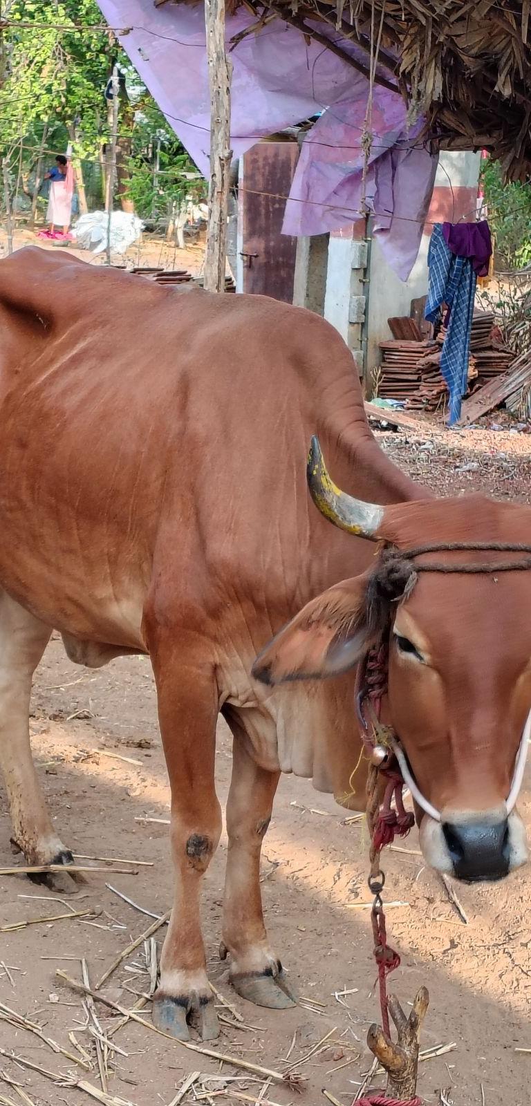 ஜெர்சி