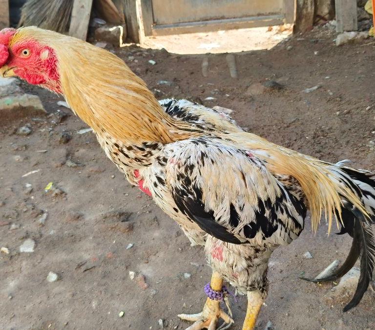 கீளிமுக்கு