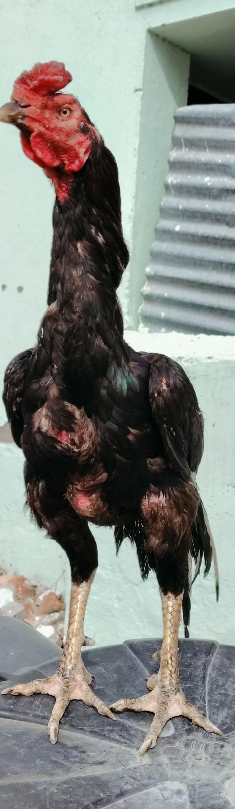 வெத்துக்கால் சேவல்