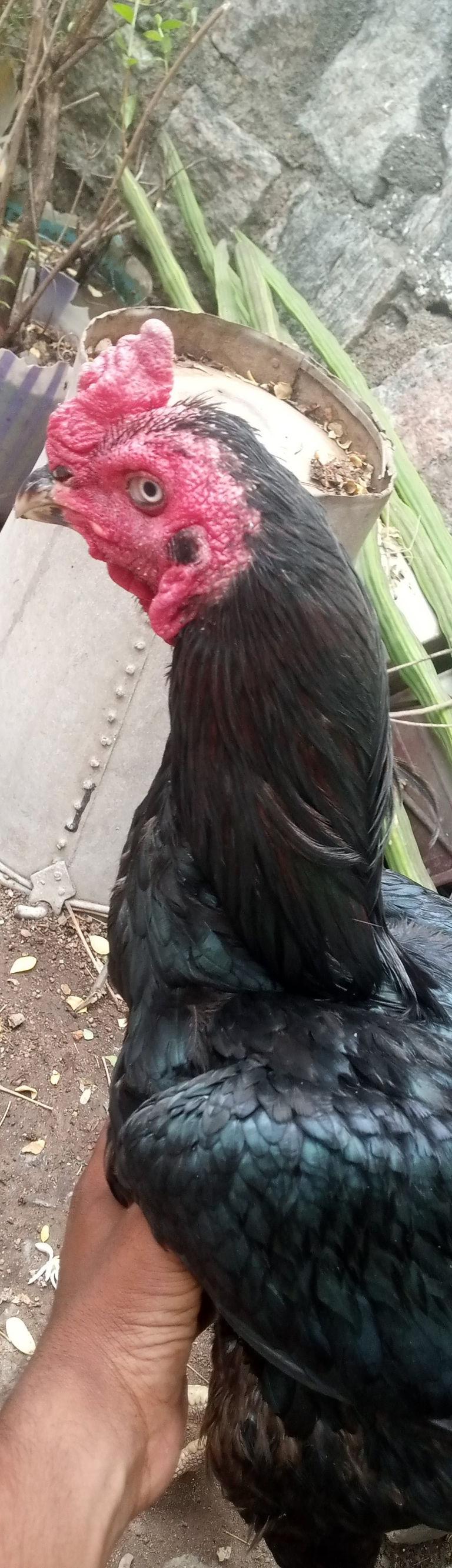 Veppor