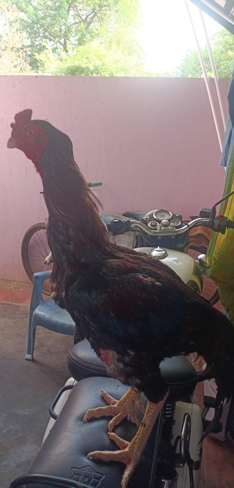 வெத்துக்கால் சேவல்