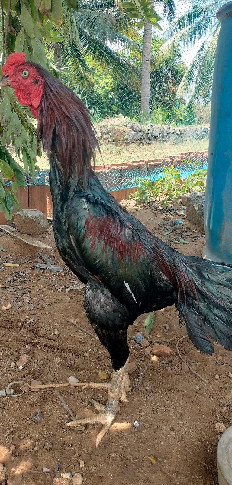 Sandai Seval Sengaruppu