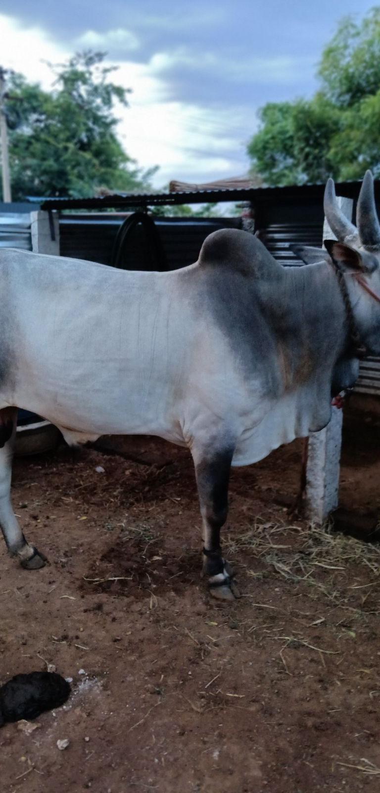 காங்கேயம் இரண்டு பல்