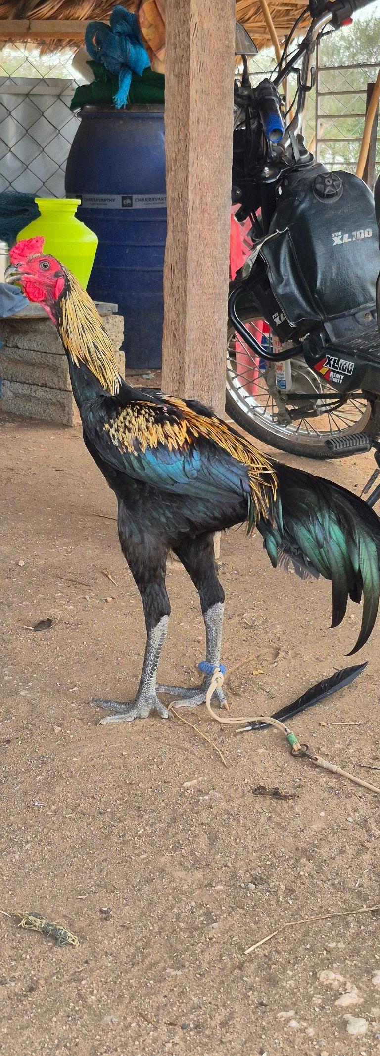 பட்டா சேவல்