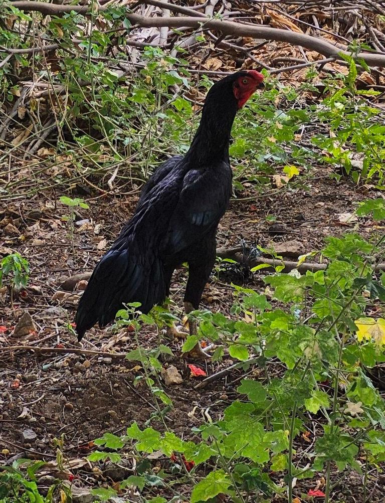 Dye Black Bird