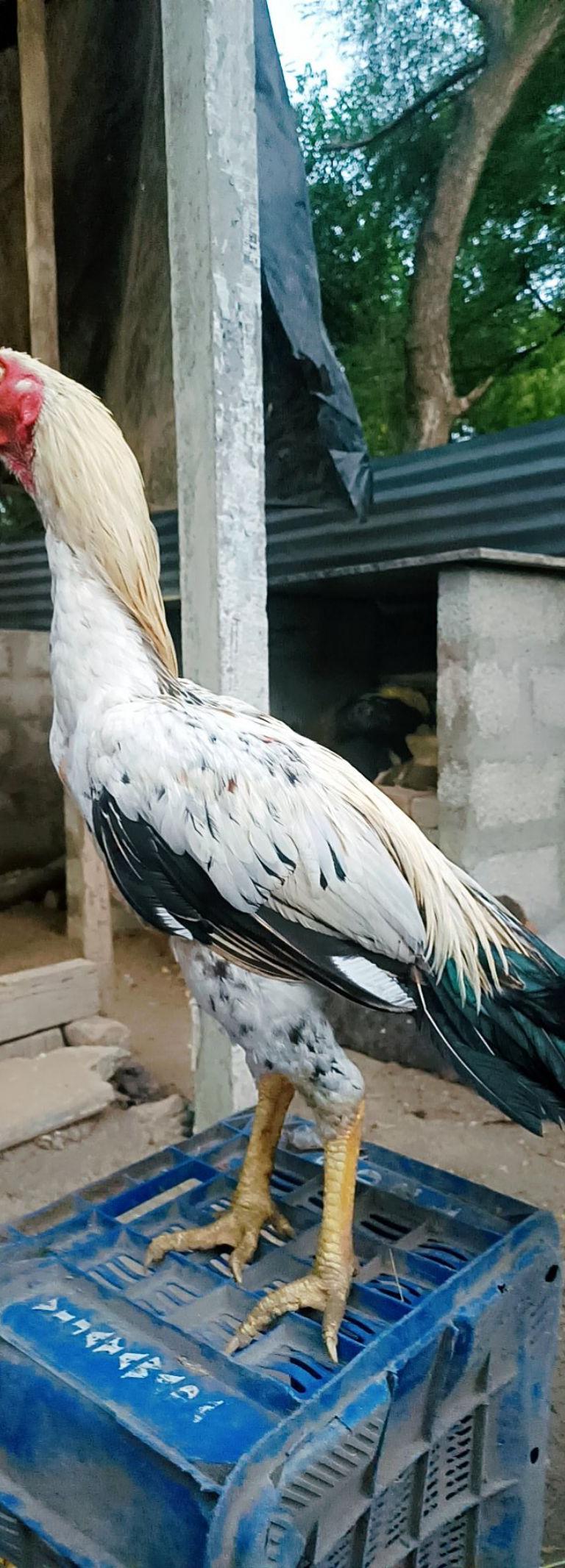 Valluvar Patta